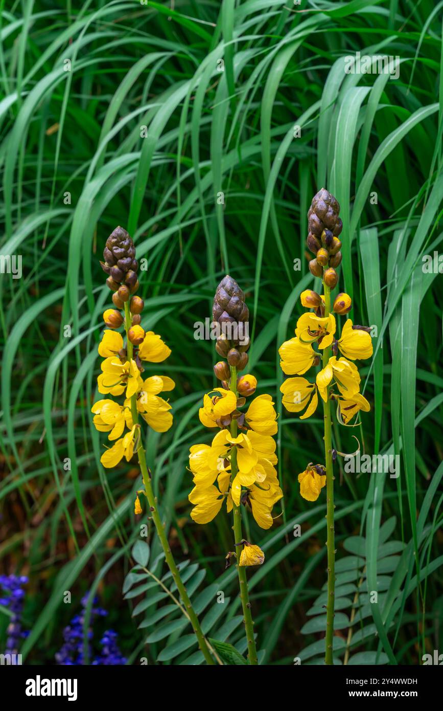 African senna flowers in the English Gardens, Assiniboine Park, Winnipeg, Manitoba, Canada. Stock Photo