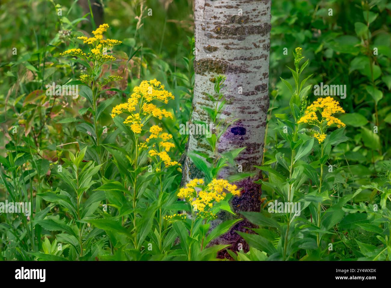 Canada Goldenrod wildflowers at FortWhyte Alive, Winnipeg, Manitoba, Canada. Stock Photo