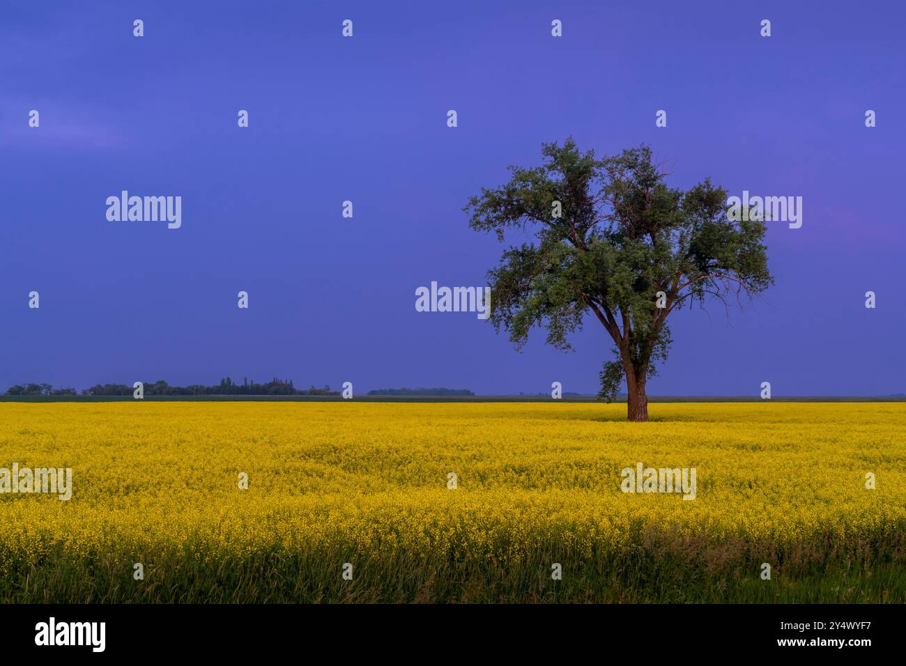 A lone tree in a field of blooming canola at Myrtle, Manitoba, Canada. Stock Photo
