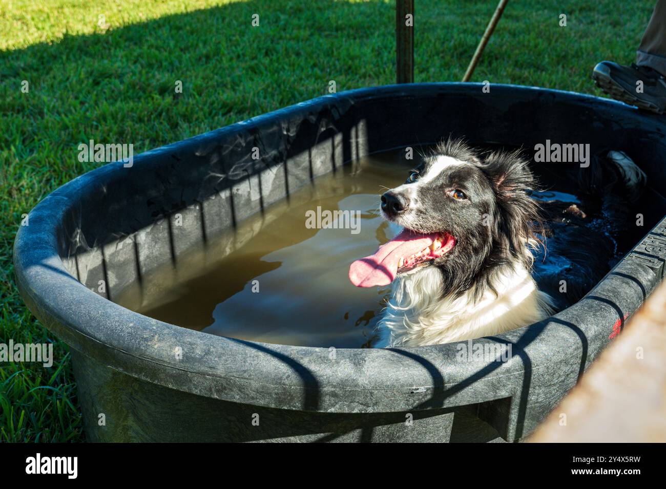 Border Collie cooling off in tub of water; Meeker Classic Sheepdog ...