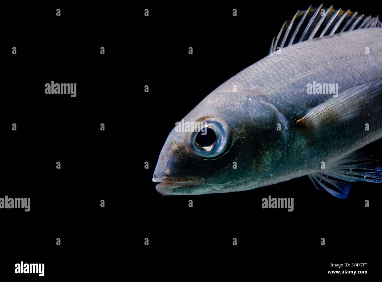 Axillary seabream (Pagellus acarne). Spain Stock Photo