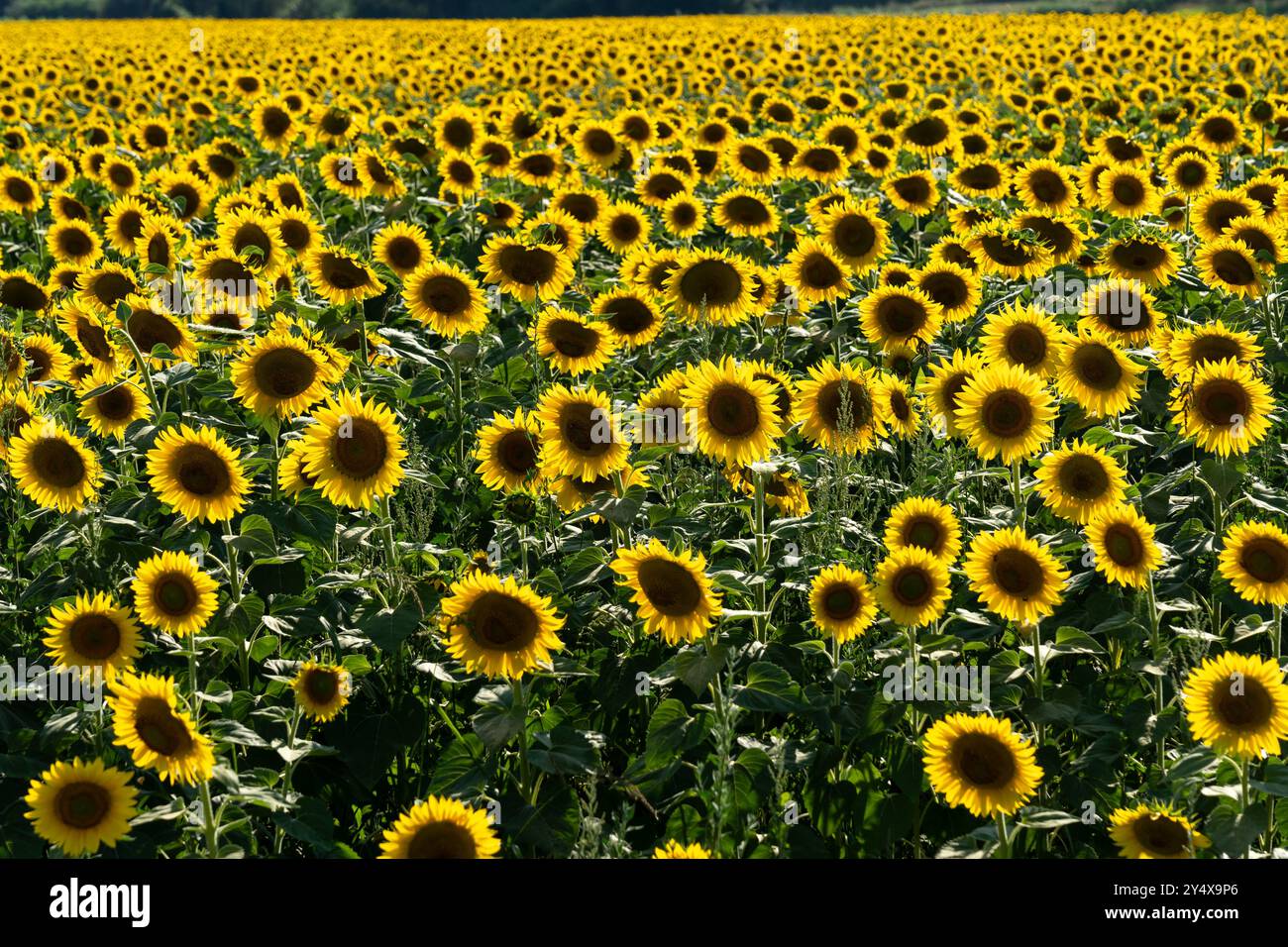 Sunflower field at dusk is seen. Stock Photo