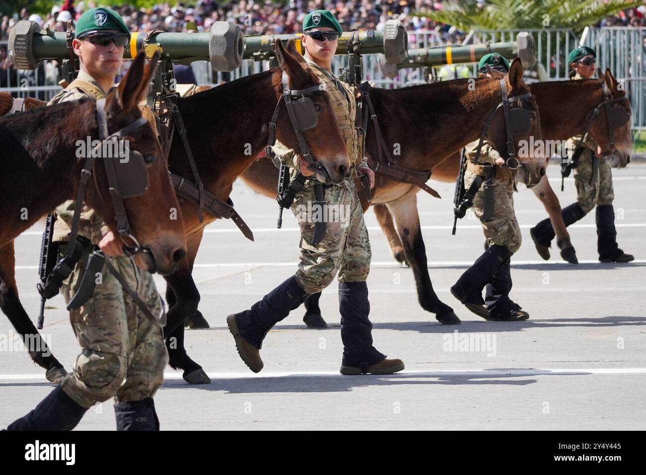 Santiago, Metropolitana, Chile. 19th Sep, 2024. Chilean soldiers march with pack mules during the annual military parade to celebrate Independence Day and Army Day in Santiago, Chile. (Credit Image: © Matias Basualdo/ZUMA Press Wire) EDITORIAL USAGE ONLY! Not for Commercial USAGE! Stock Photo