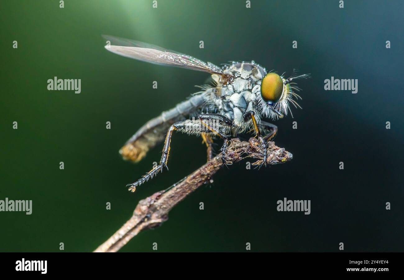 Robber fly covered in morning dew rests on a small branch with a natural green background. Stock Photo