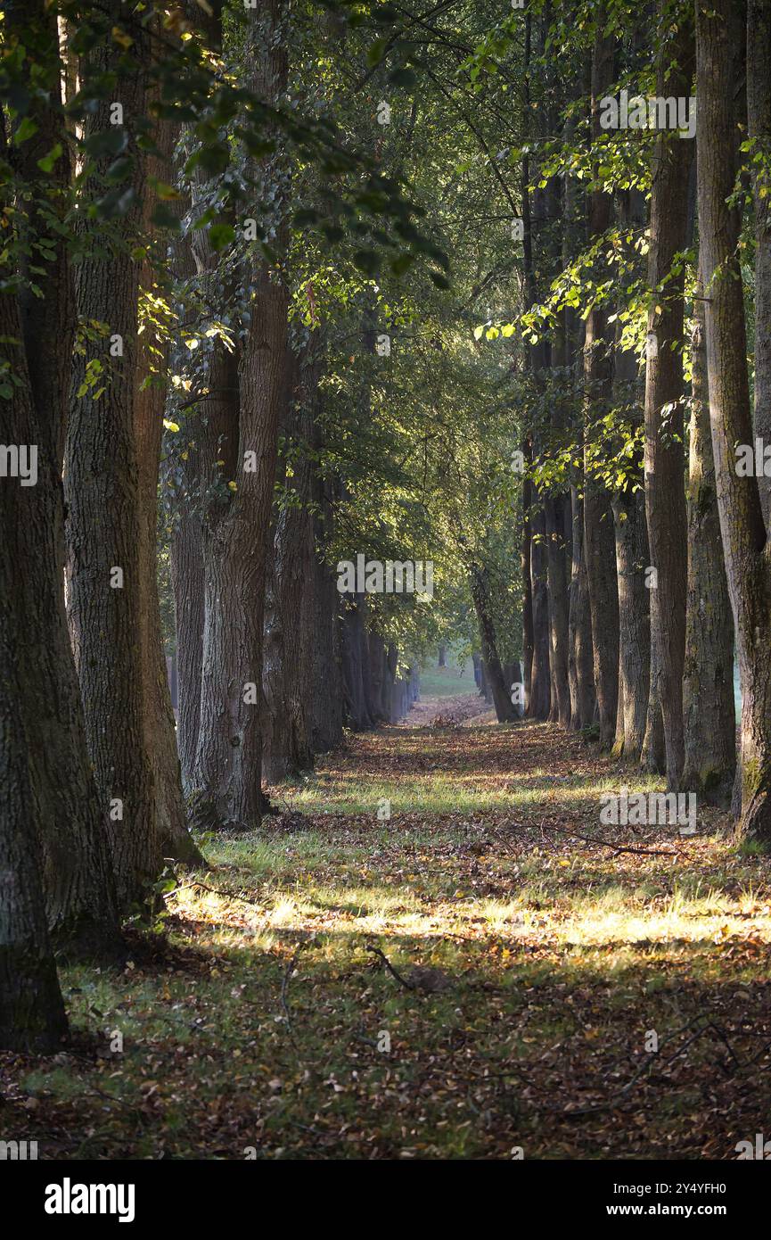 Forest path tall trees sunlight hi-res stock photography and images - Alamy