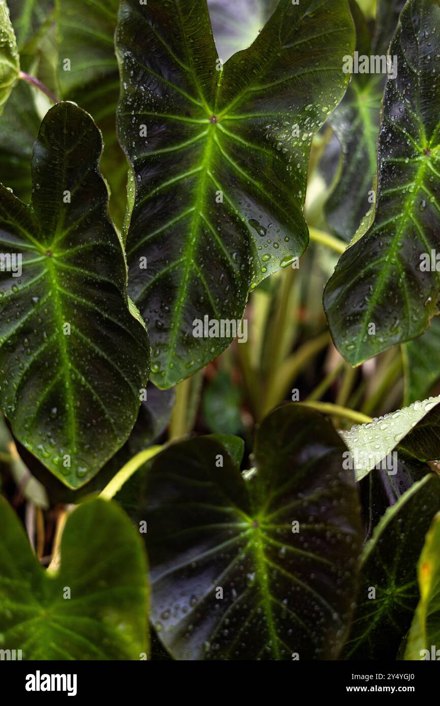 Raindrops on red leaf tree. Stock Photo
