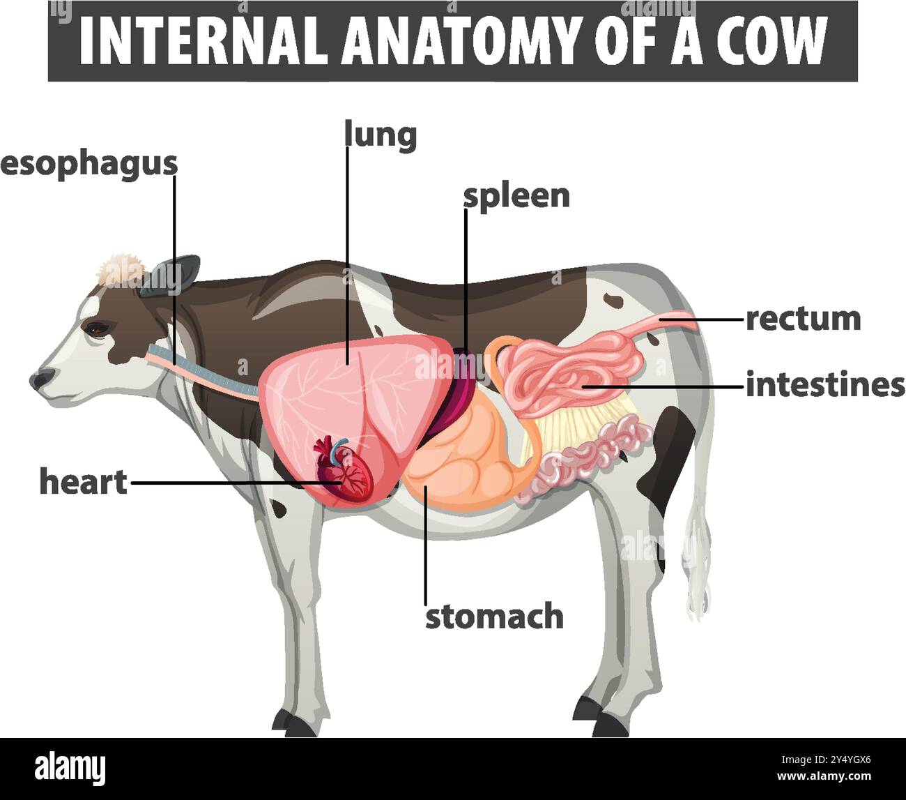 Labeled diagram of cow's internal organs Stock Vector Image & Art - Alamy