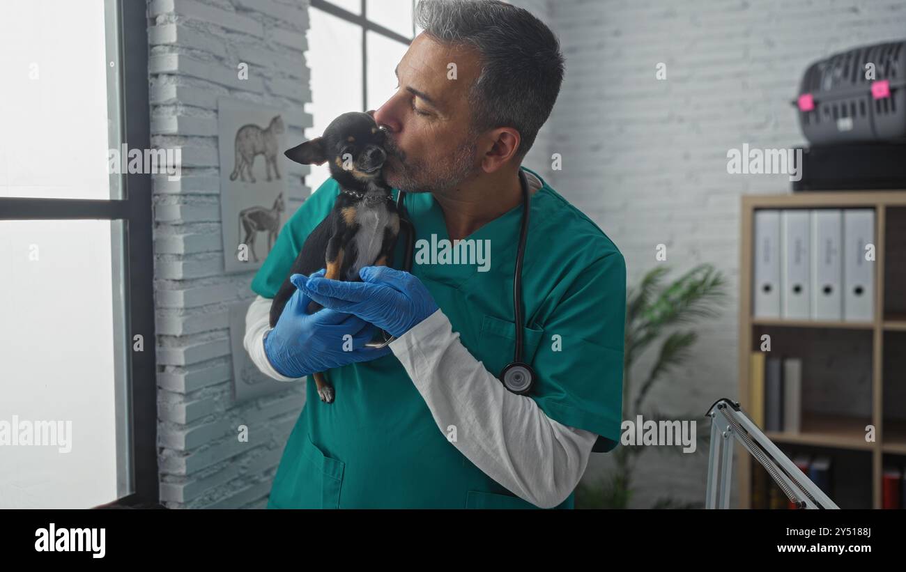 Middle-aged man veterinarian in a clinic holding and kissing a chihuahua dog with medical gloves on. Stock Photo