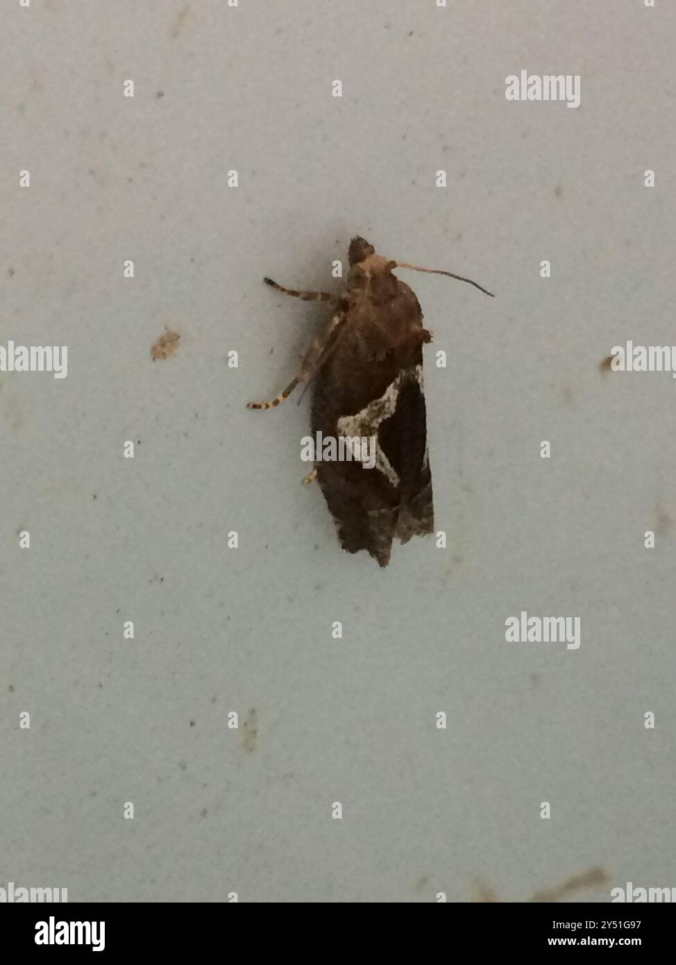 White-foot Bell (Epiblema foenella) Insecta Stock Photo - Alamy
