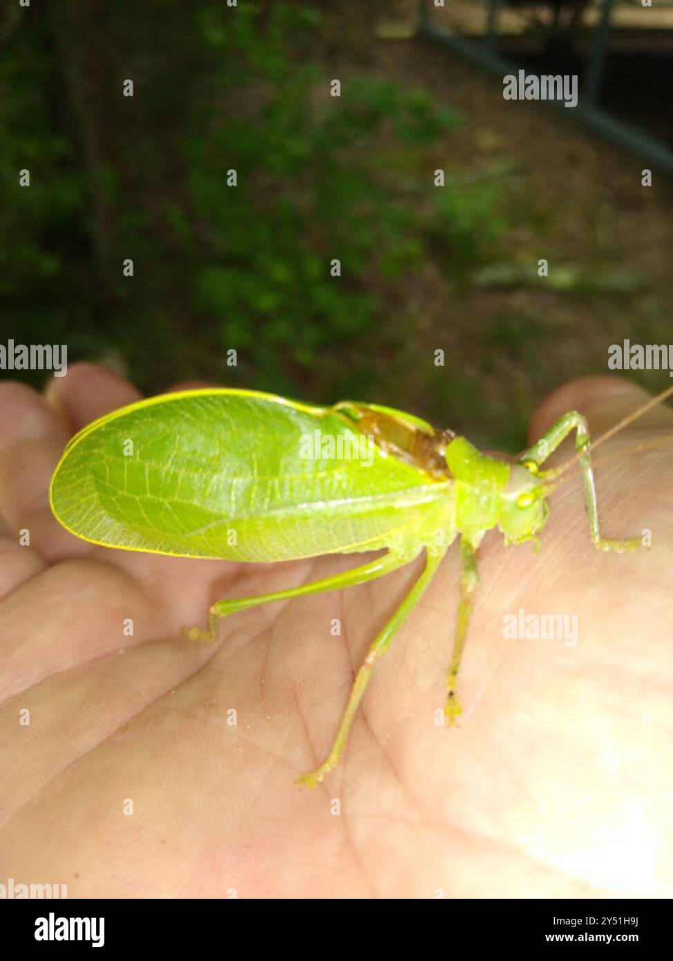 Elli Insect Common True Katydid (Pterophylla camellifolia) Insecta Stock Photo - Alamy