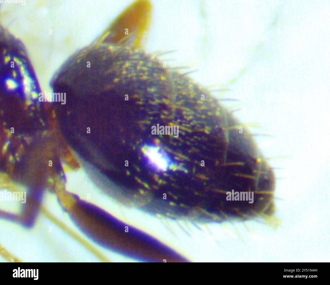 Dark Rover Ant Dark Rover Ant (Brachymyrmex patagonicus) Insecta Stock Photo - Alamy