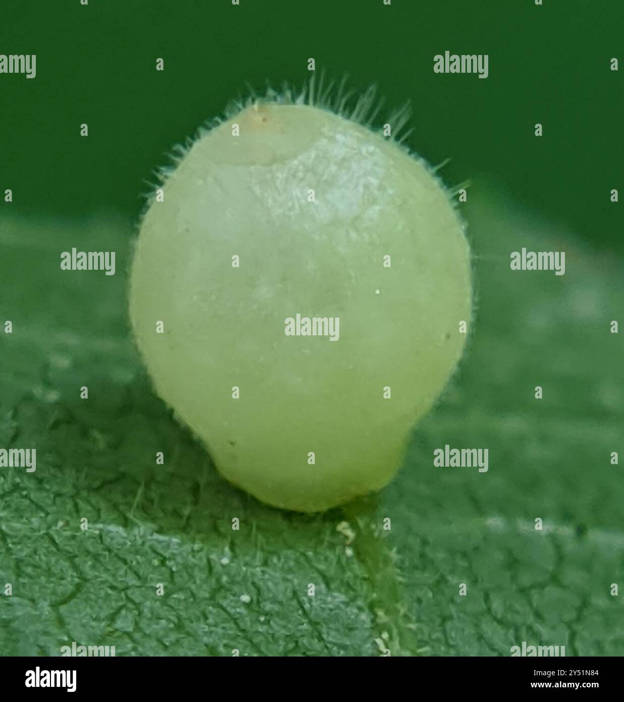 Hickory Fuzzy Ginger Jar Gall Midge (Caryomyia cilidolium) Insecta ...