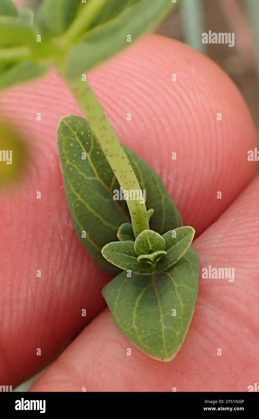 Small Hypericum small Hypericum (Hypericum aethiopicum) Plantae Stock Photo - Alamy