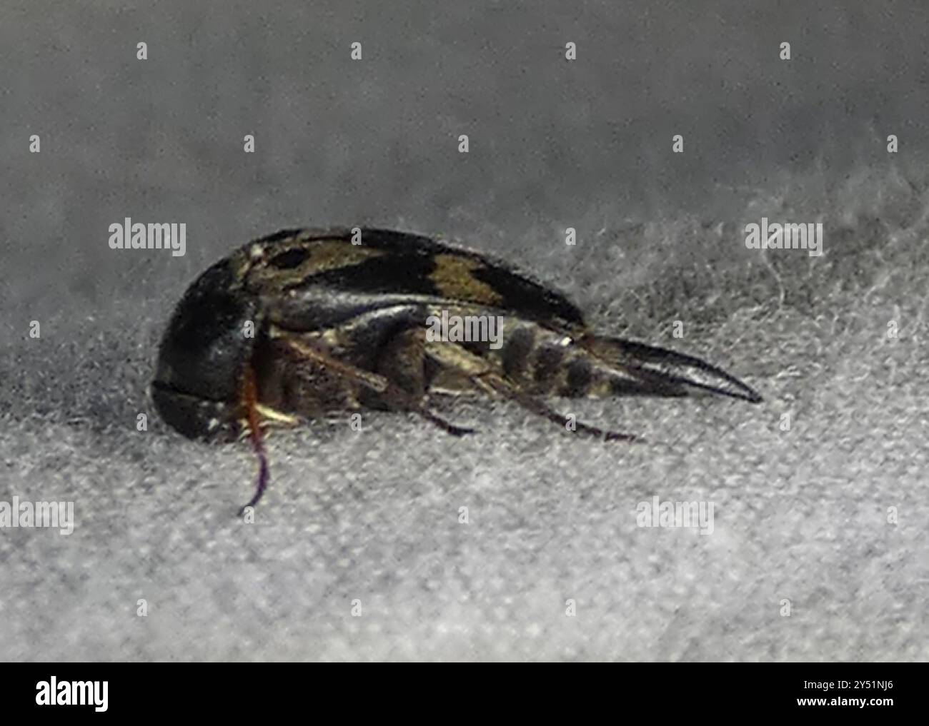 Eye-spotted Tumbling Flower Beetle (Glipa oculata) Insecta Stock Photo ...