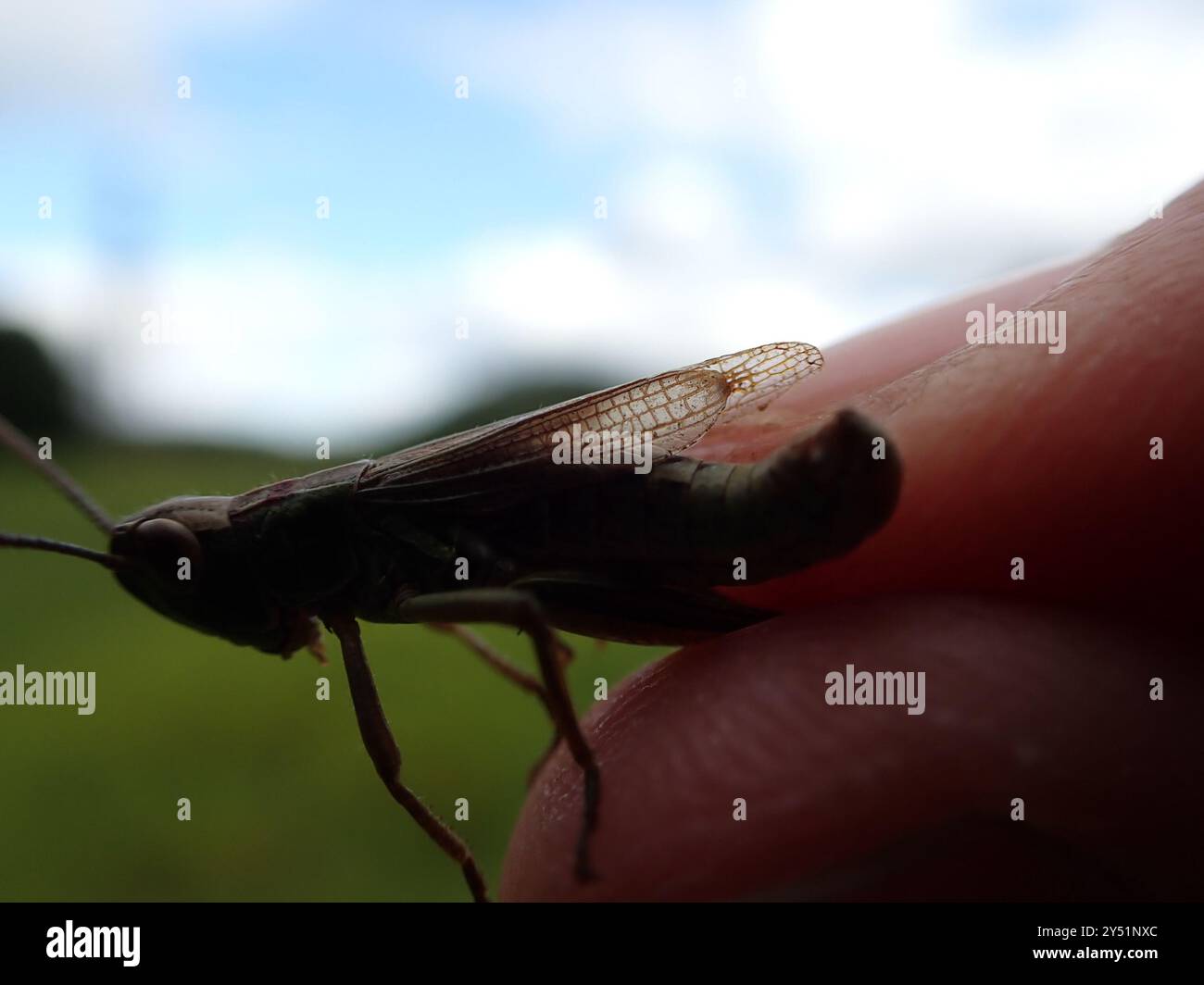 Meadow Grasshopper (Pseudochorthippus parallelus) Insecta Stock Photo ...
