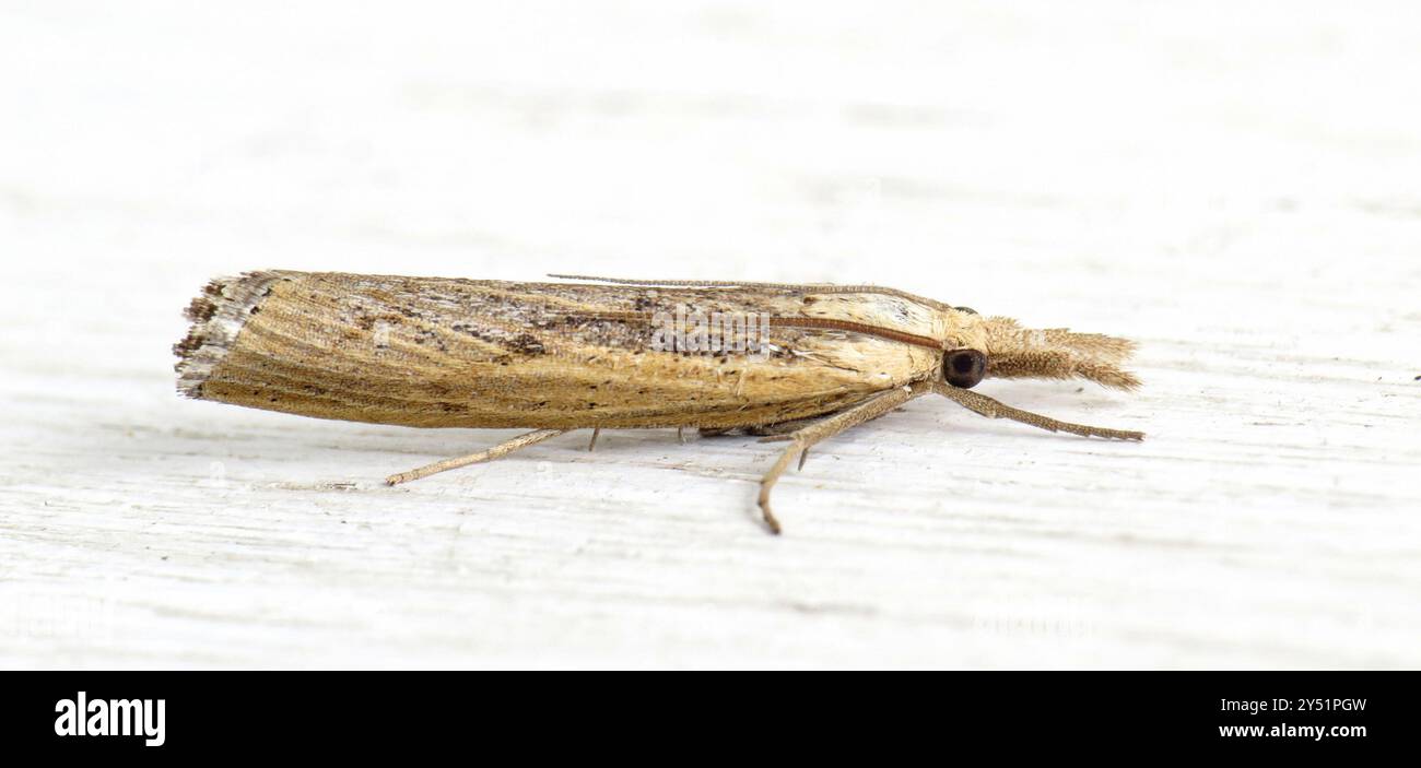 Trissecta Sod Webworm Moth (Pediasia trisecta) Insecta Stock Photo - Alamy