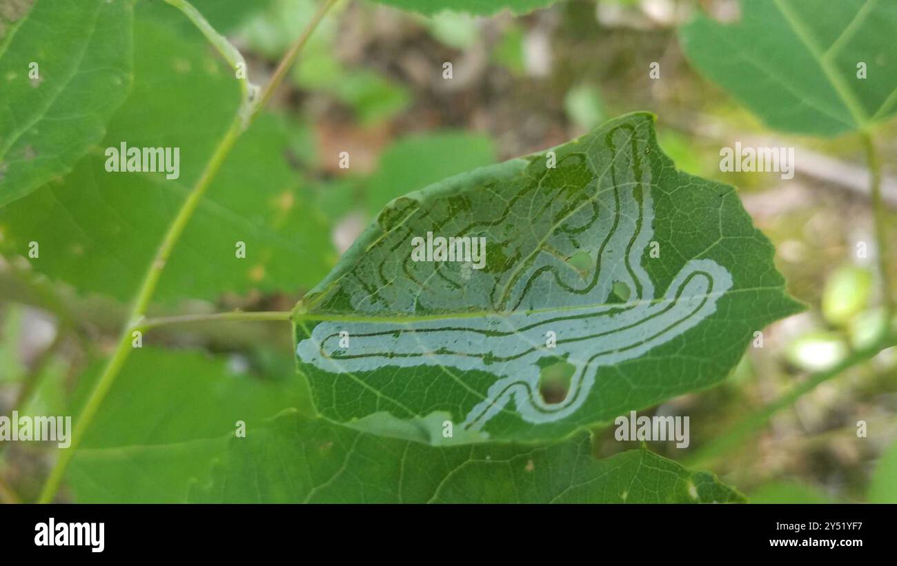 Aspen Serpentine Leafminer Moth (Phyllocnistis populiella) Insecta ...