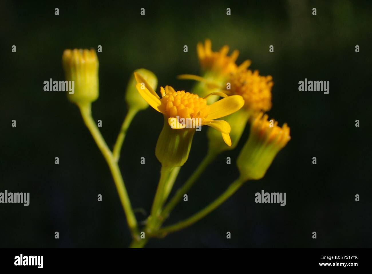 Small's ragwort (Packera anonyma) Plantae Stock Photo - Alamy