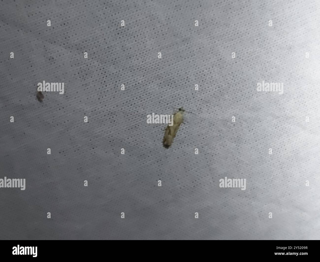 Lemon Bell (Thiodia citrana) Insecta Stock Photo - Alamy