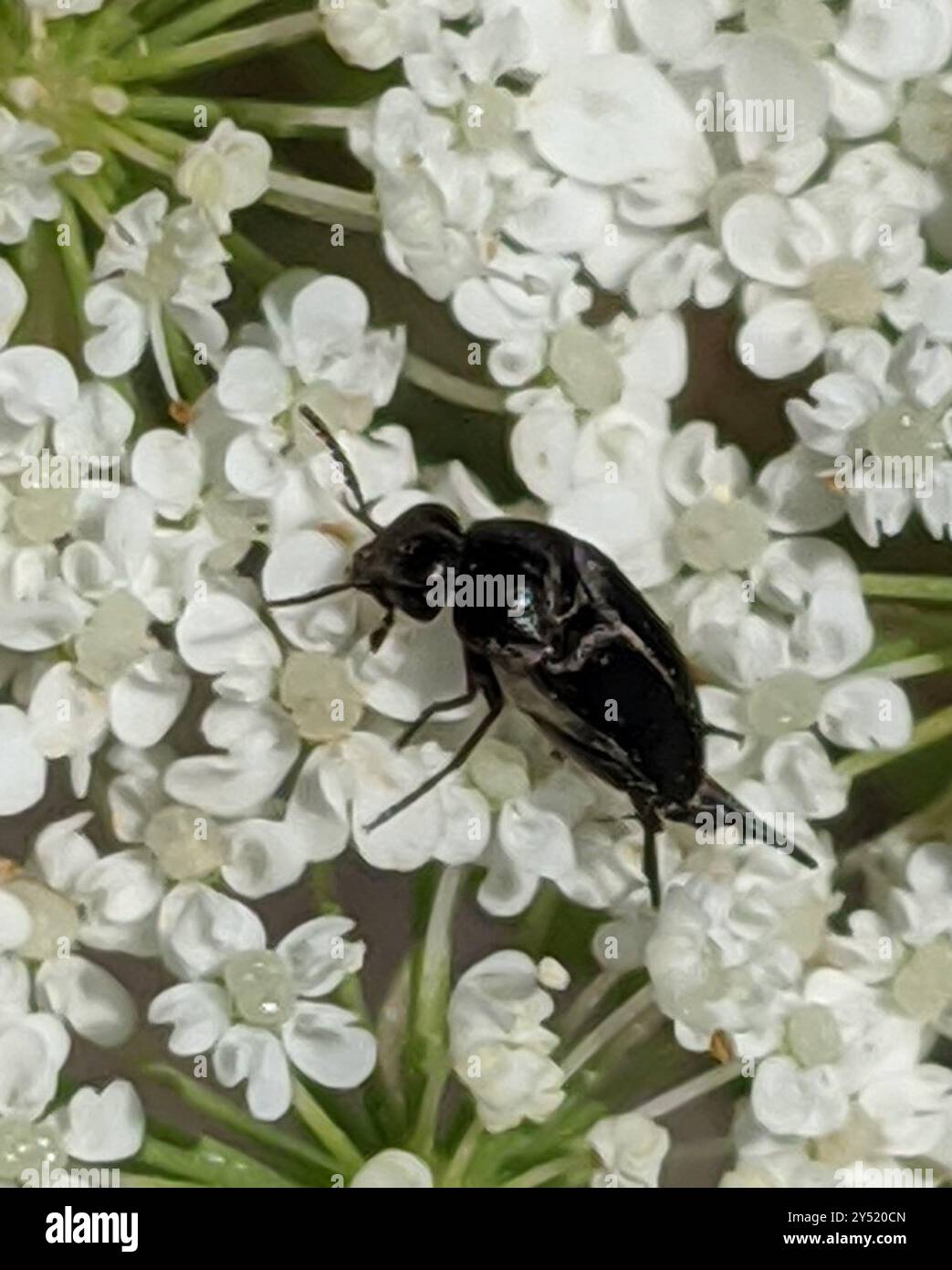 Tumbling Flower Beetles (Mordellidae) Insecta Stock Photo - Alamy