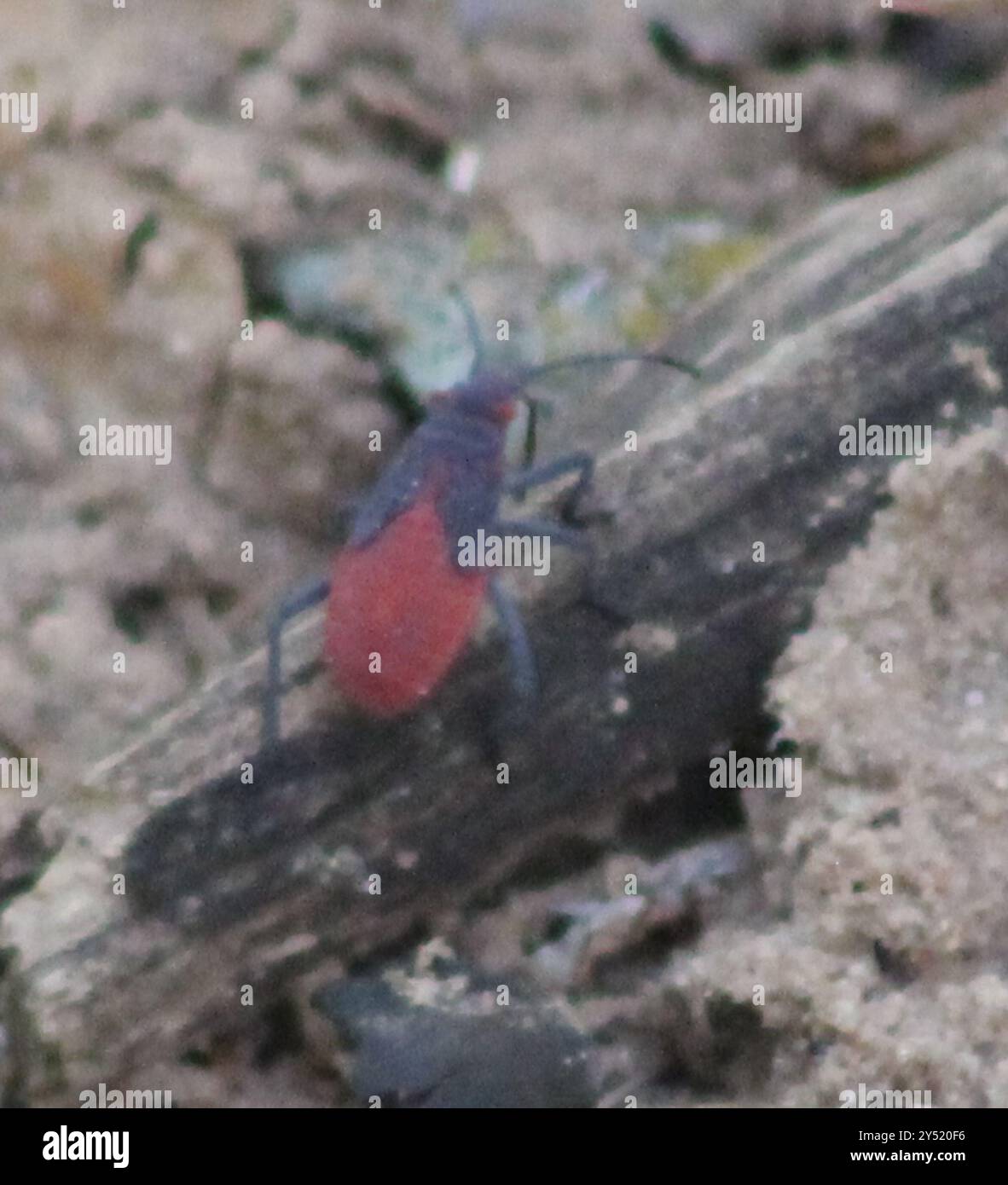Jadera haematoloma hi-res stock photography and images - Alamy