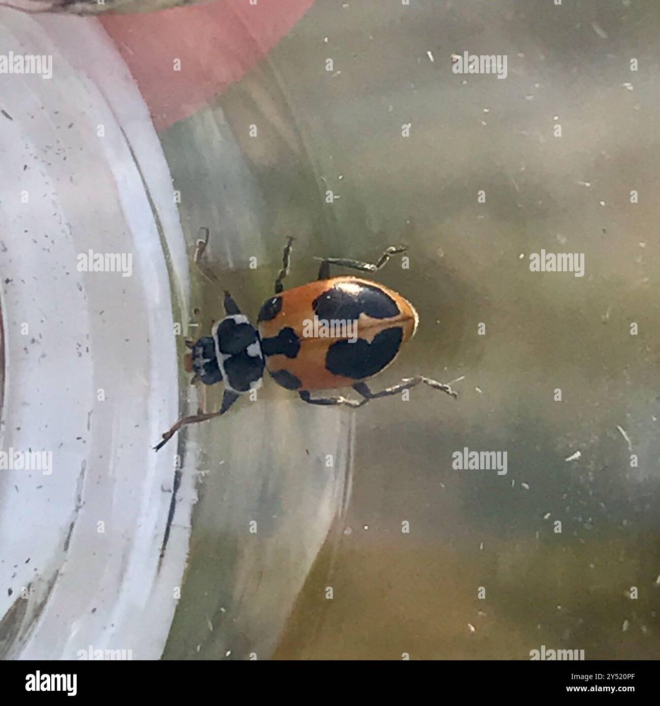 Parenthesis Lady Beetle (Hippodamia parenthesis) Insecta Stock Photo ...