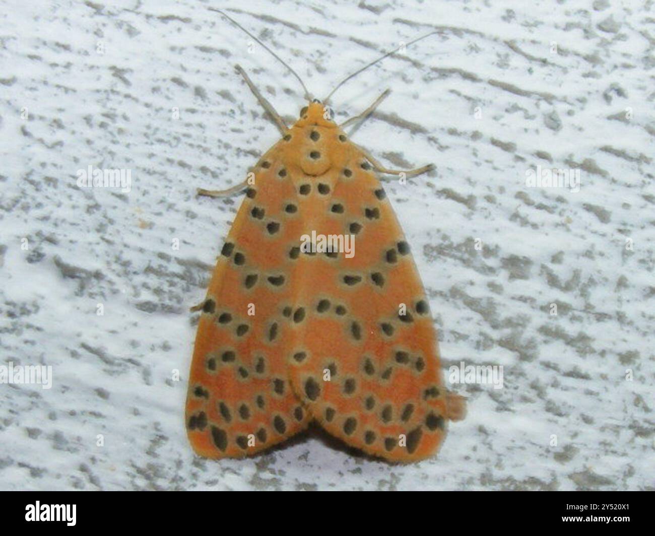 crotalaria pod borer (Argina astrea) Insecta Stock Photo - Alamy