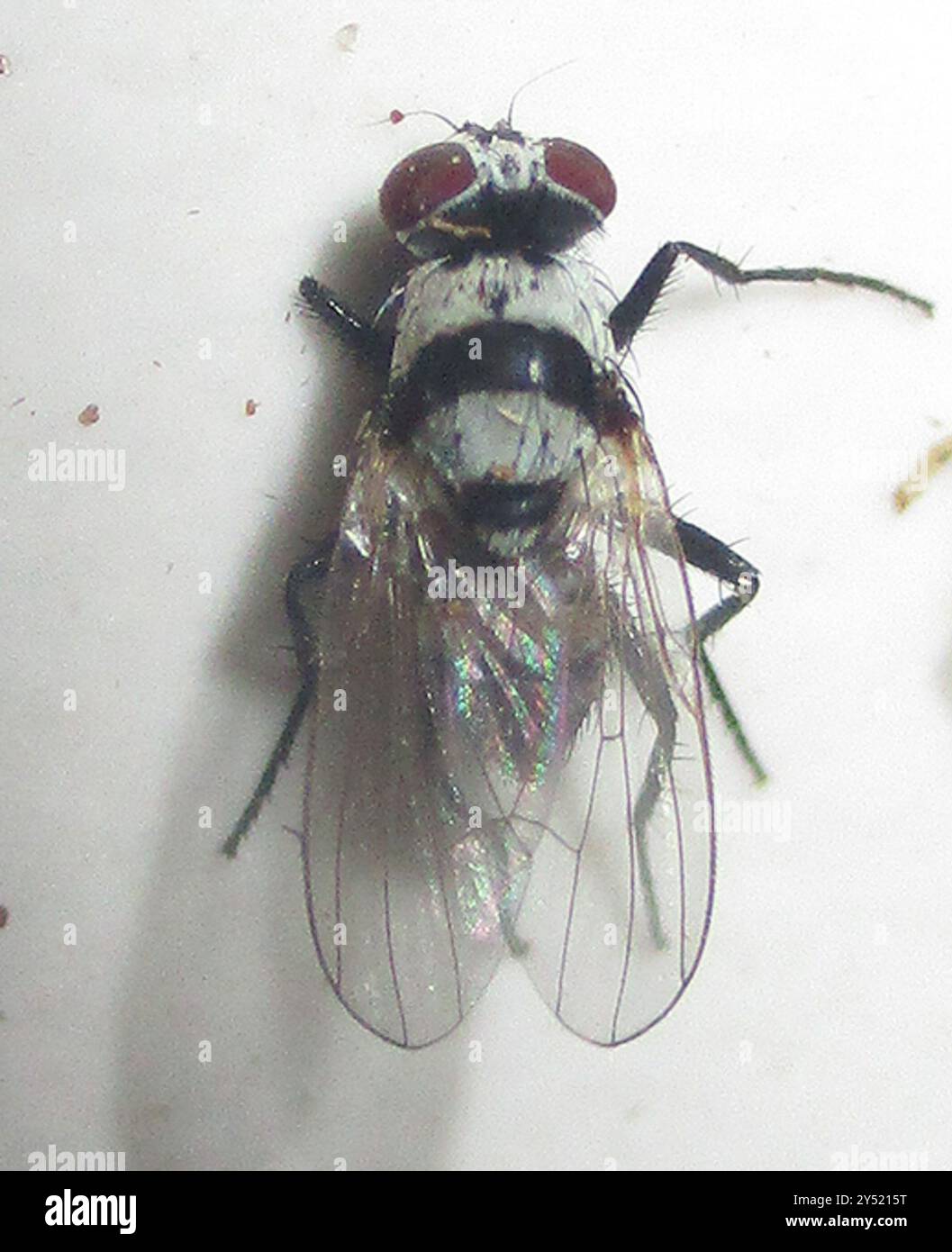 Flies (Diptera) Insecta Stock Photo - Alamy