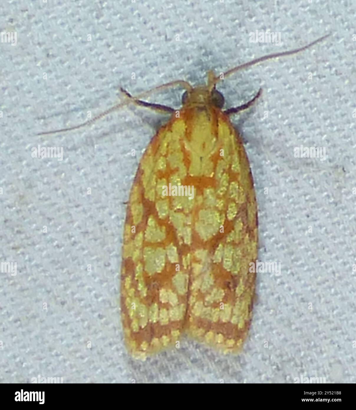 Sparganothis Fruitworm Moth (Sparganothis sulfureana) Insecta Stock ...