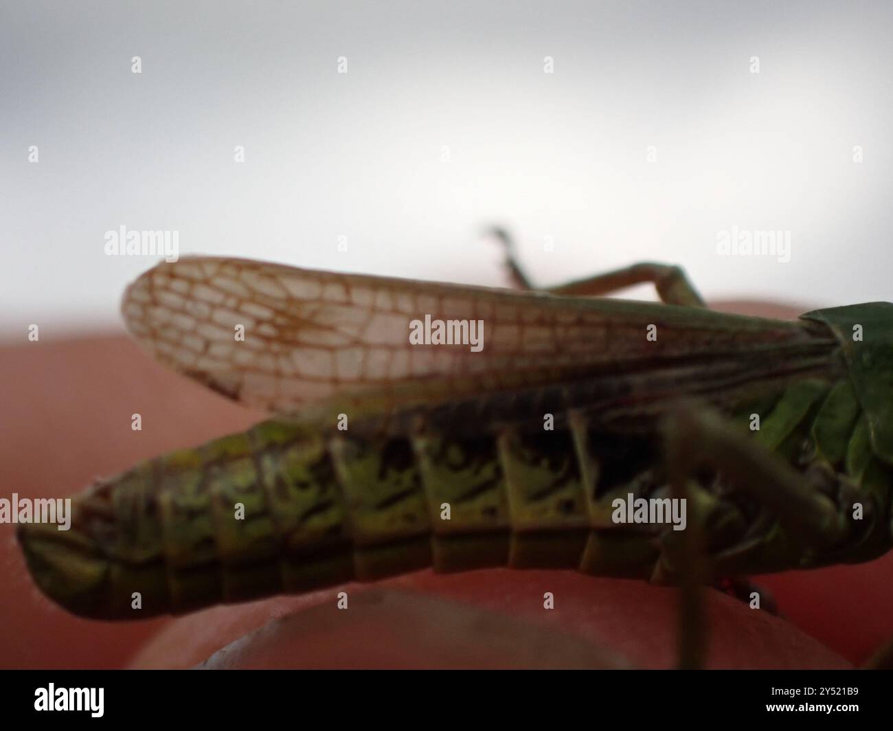 Meadow Grasshopper (Pseudochorthippus parallelus) Insecta Stock Photo ...