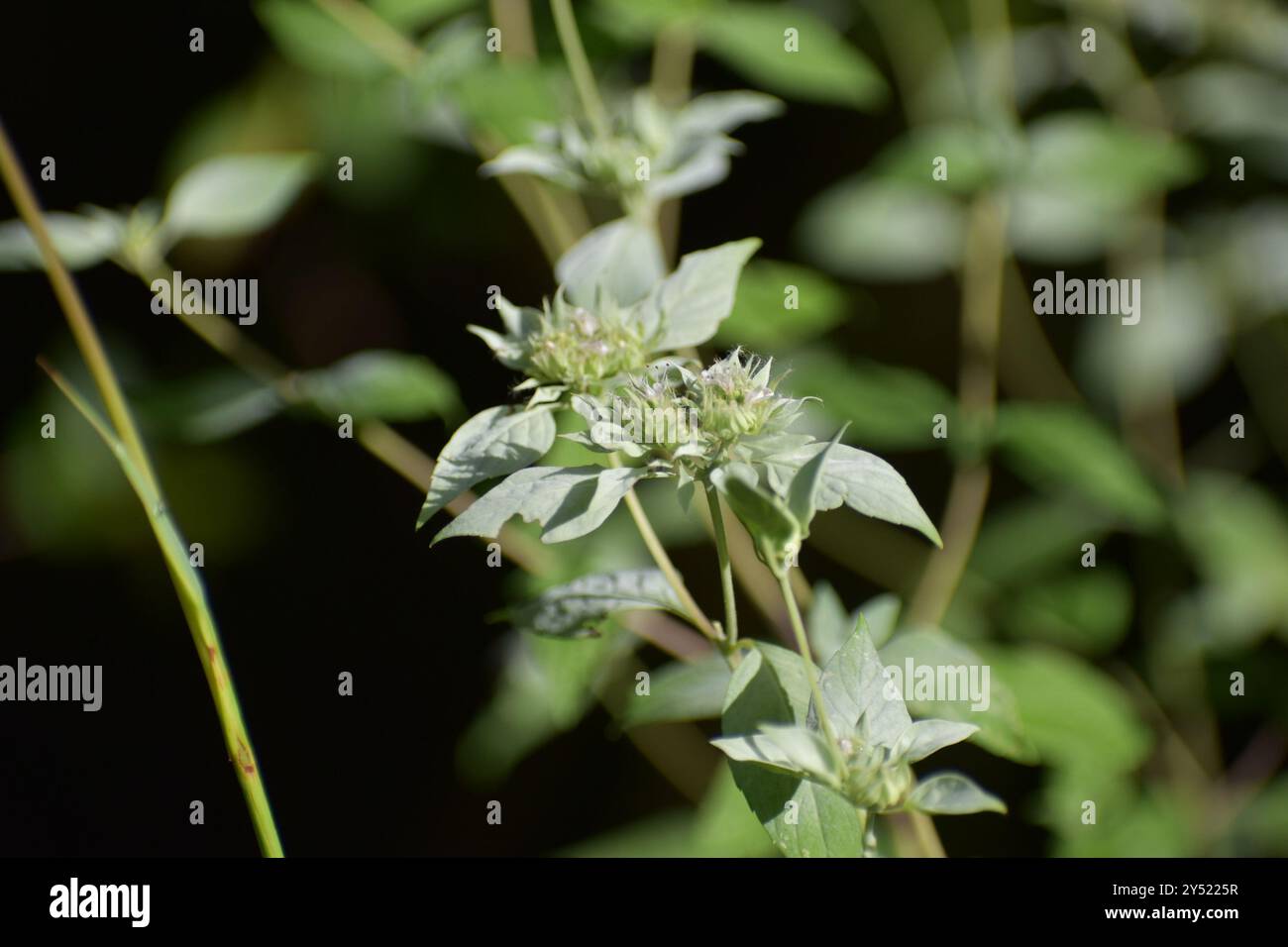 mountain mints (Pycnanthemum) Plantae Stock Photo