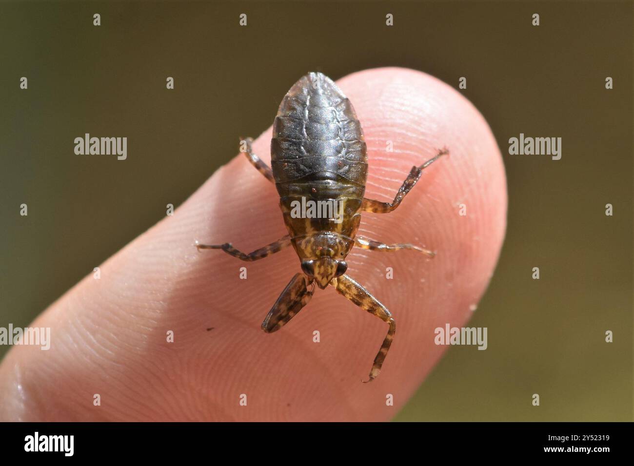 American Giant Water Bug (Lethocerus americanus) Insecta Stock Photo ...
