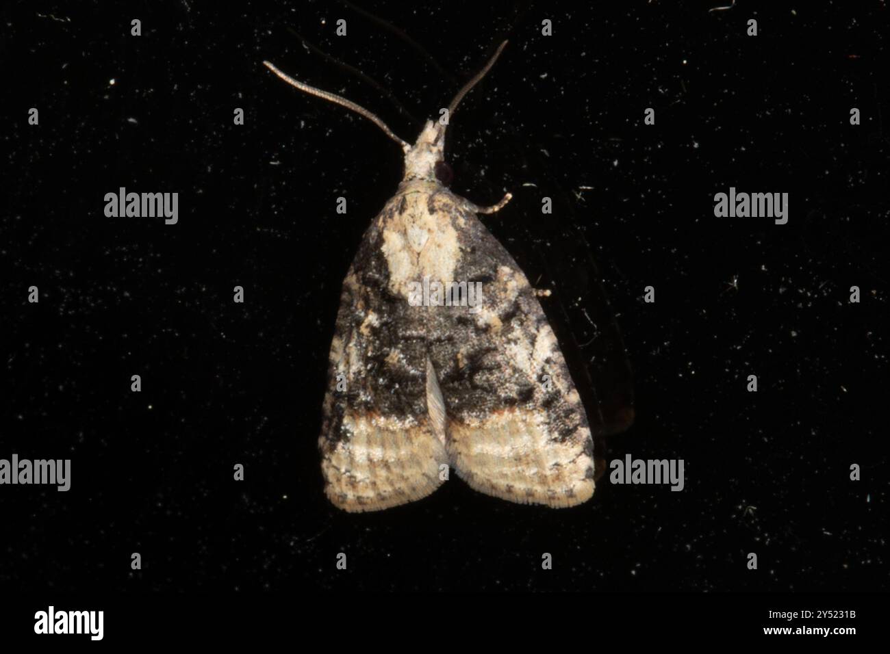 Shaded Insect Black-shaded Platynota Moth (Platynota flavedana) Insecta Stock Photo ...
