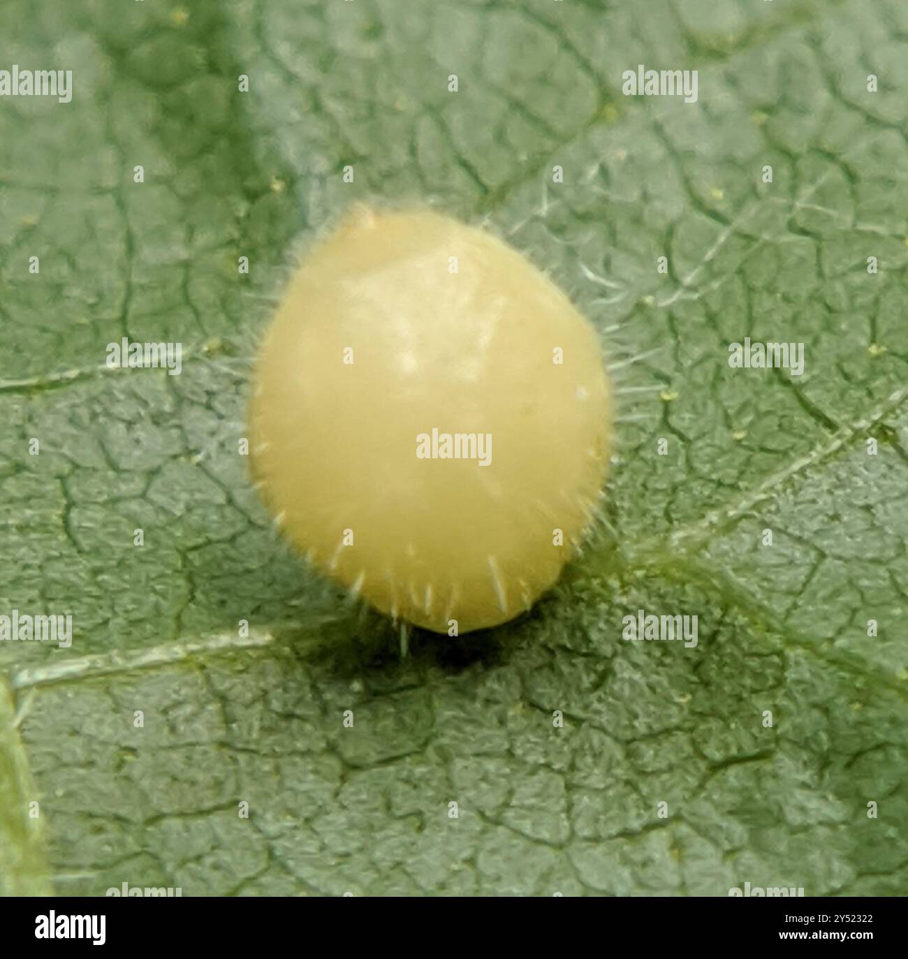 Hickory Fuzzy Ginger Jar Gall Midge (Caryomyia cilidolium) Insecta ...