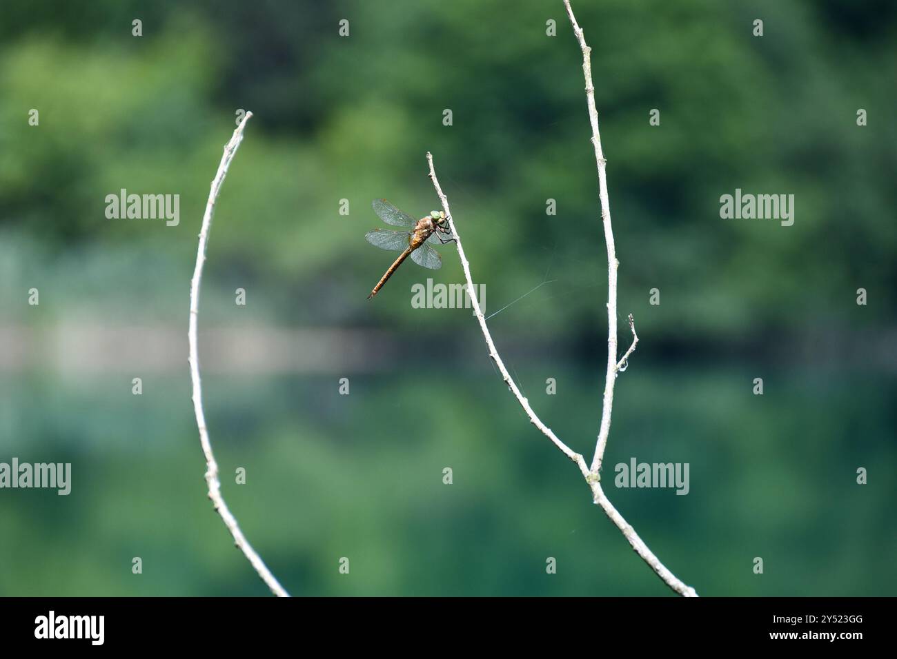 Norfolk Insects Norfolk Hawker (Isoaeschna isoceles) Insecta Stock Photo - Alamy