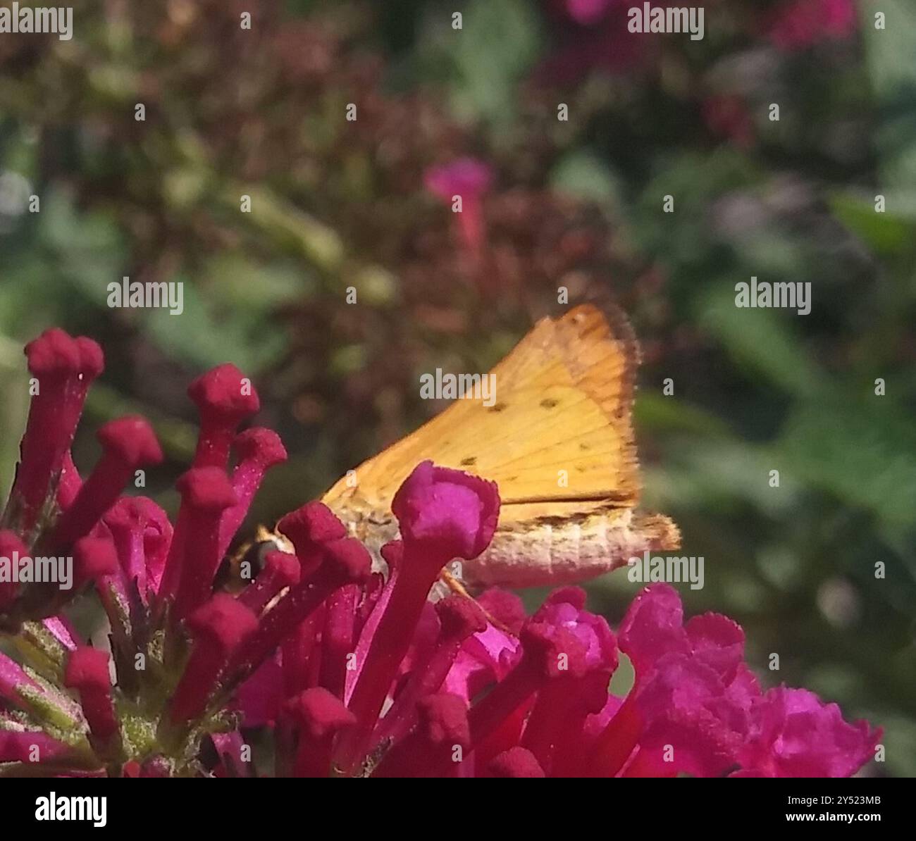Fiery Skipper (Hylephila phyleus) Insecta Stock Photo - Alamy