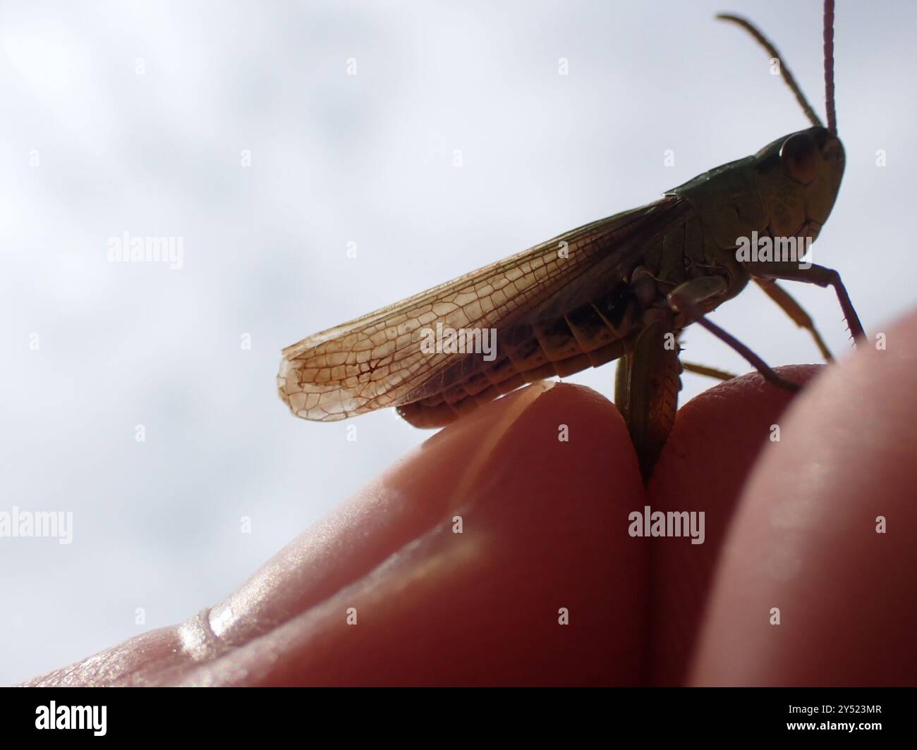 Meadow Grasshopper (Pseudochorthippus parallelus) Insecta Stock Photo ...