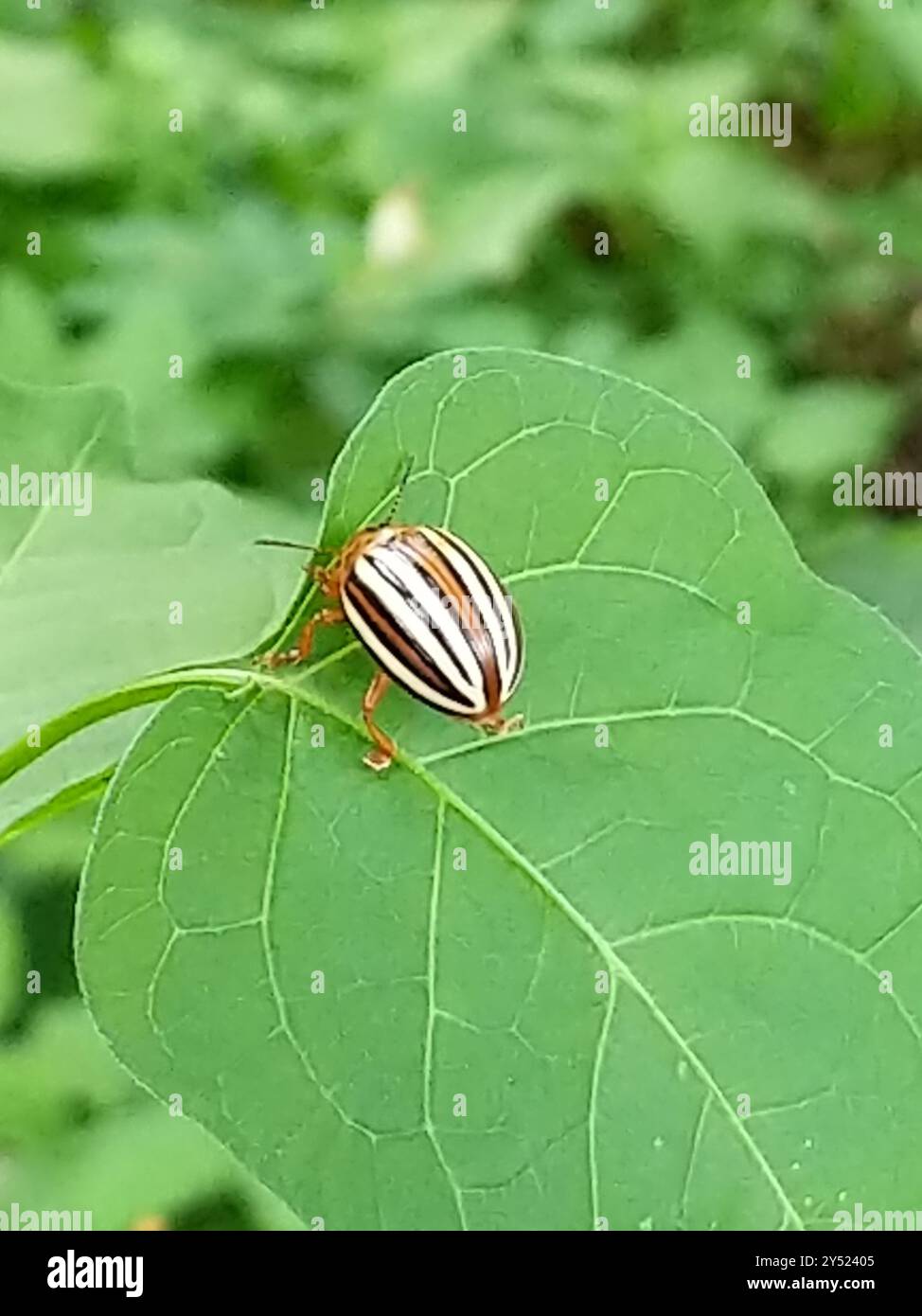 Untrue Insects False Potato Beetle (Leptinotarsa juncta) Insecta Stock Photo - Alamy