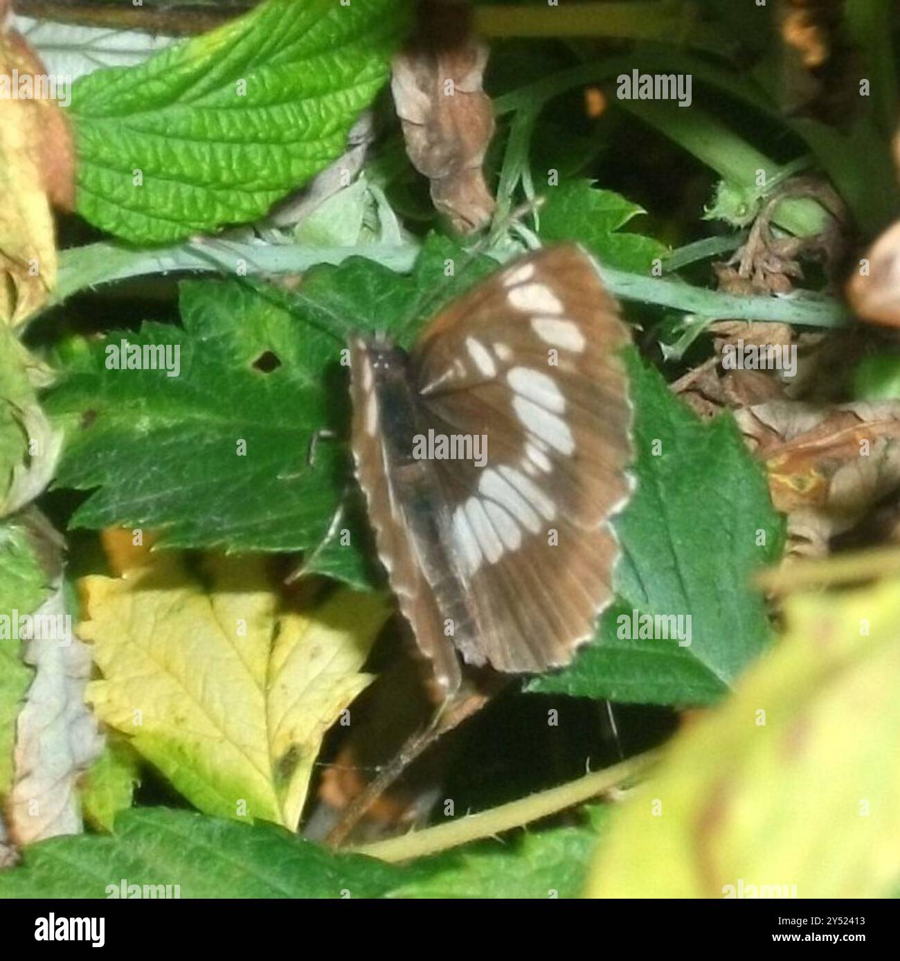 Hungarian Insect Hungarian Glider (Neptis rivularis) Insecta Stock Photo - Alamy