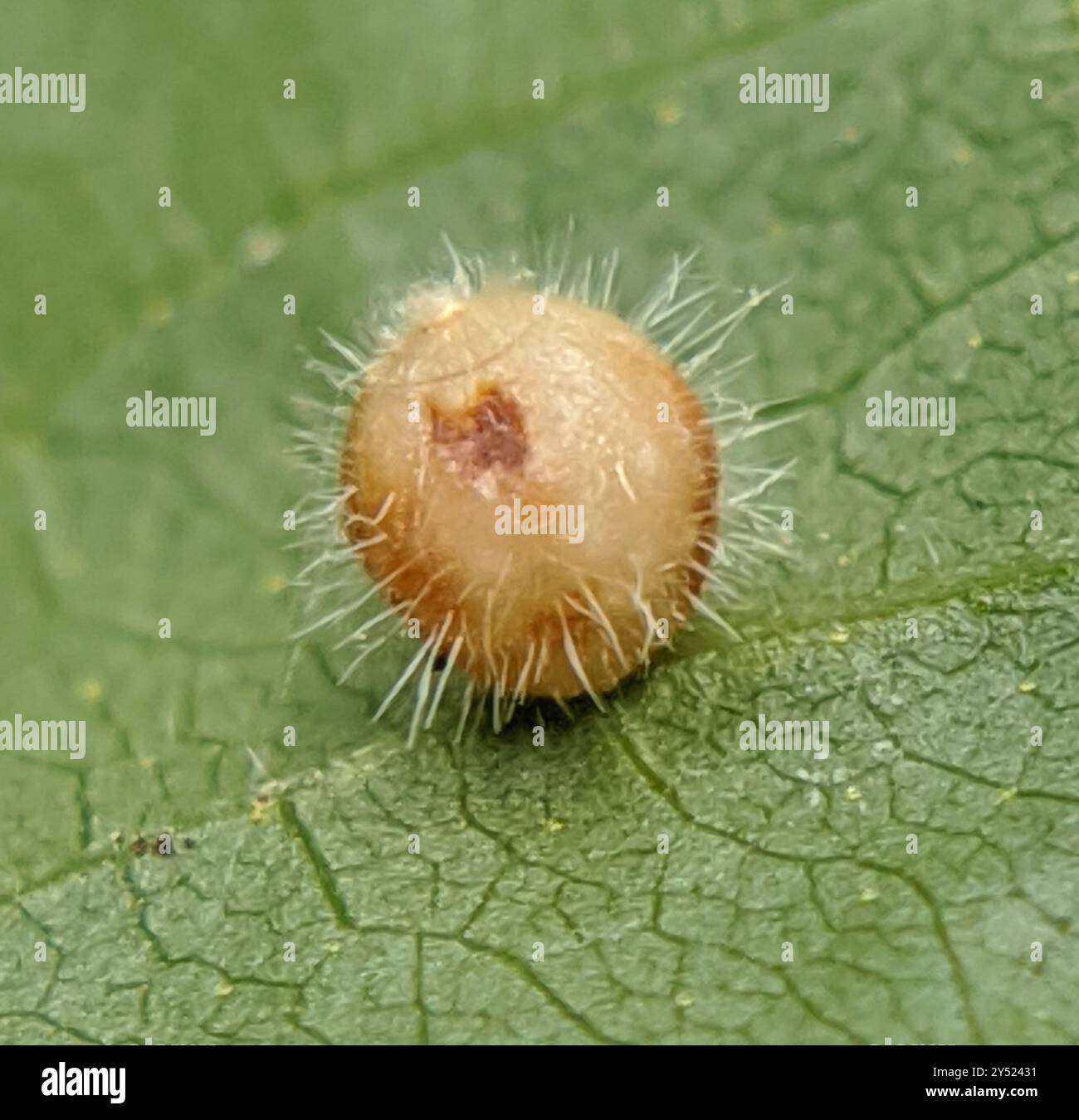 Hickory Fuzzy Ginger Jar Gall Midge (Caryomyia cilidolium) Insecta ...