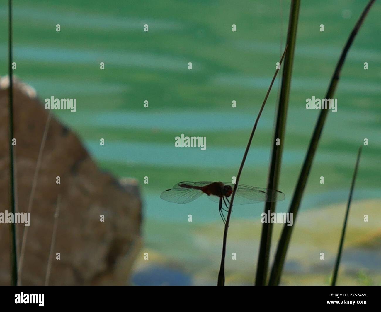 Red Tail Insect Red-tailed Pennant (Brachymesia furcata) Insecta Stock Photo - Alamy