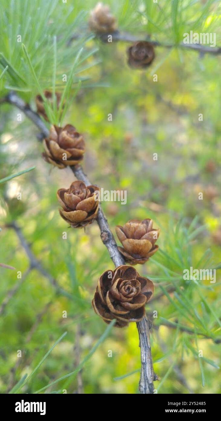 tamarack (Larix laricina) Plantae Stock Photo - Alamy