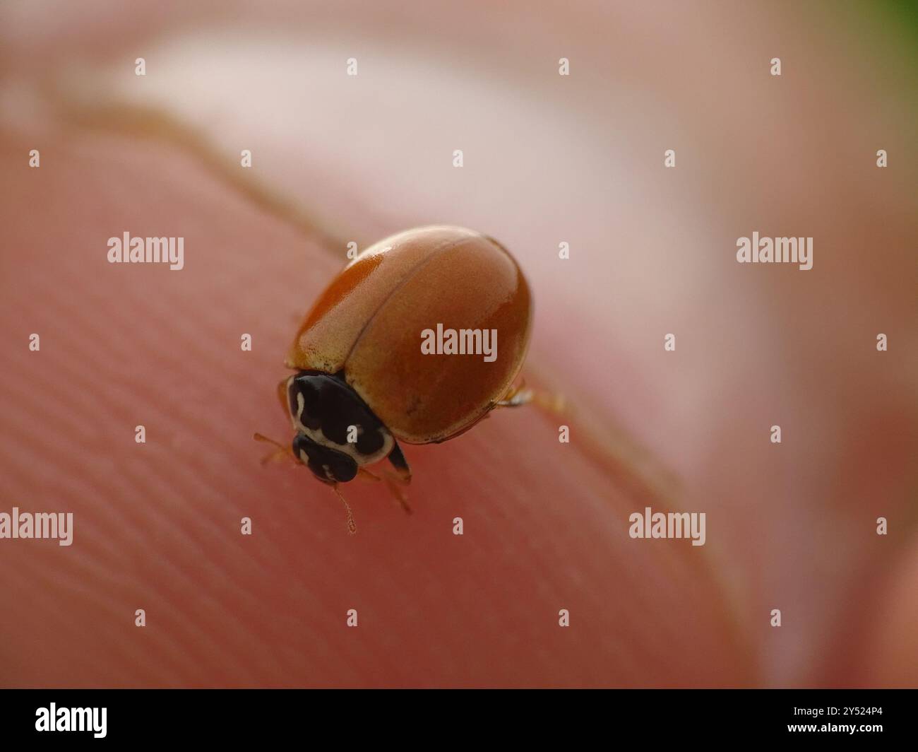 Polished Lady Beetle (Cycloneda munda) Insecta Stock Photo - Alamy