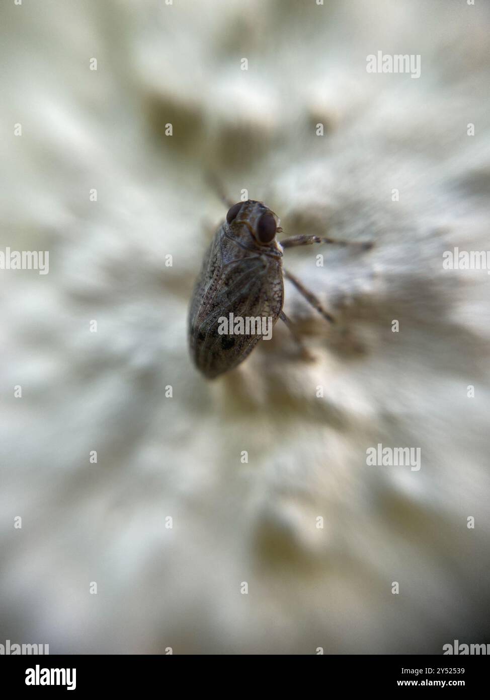 (Issus coleoptratus) Insecta Stock Photo - Alamy