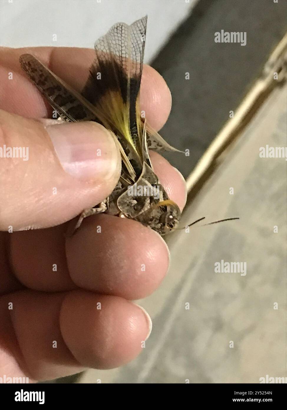 Wrinkly Insect Wrinkled Grasshopper (Hippiscus ocelote) Insecta Stock Photo - Alamy