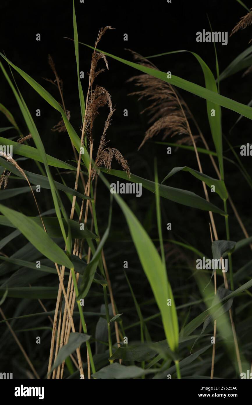 European reed (Phragmites australis australis) Plantae Stock Photo - Alamy