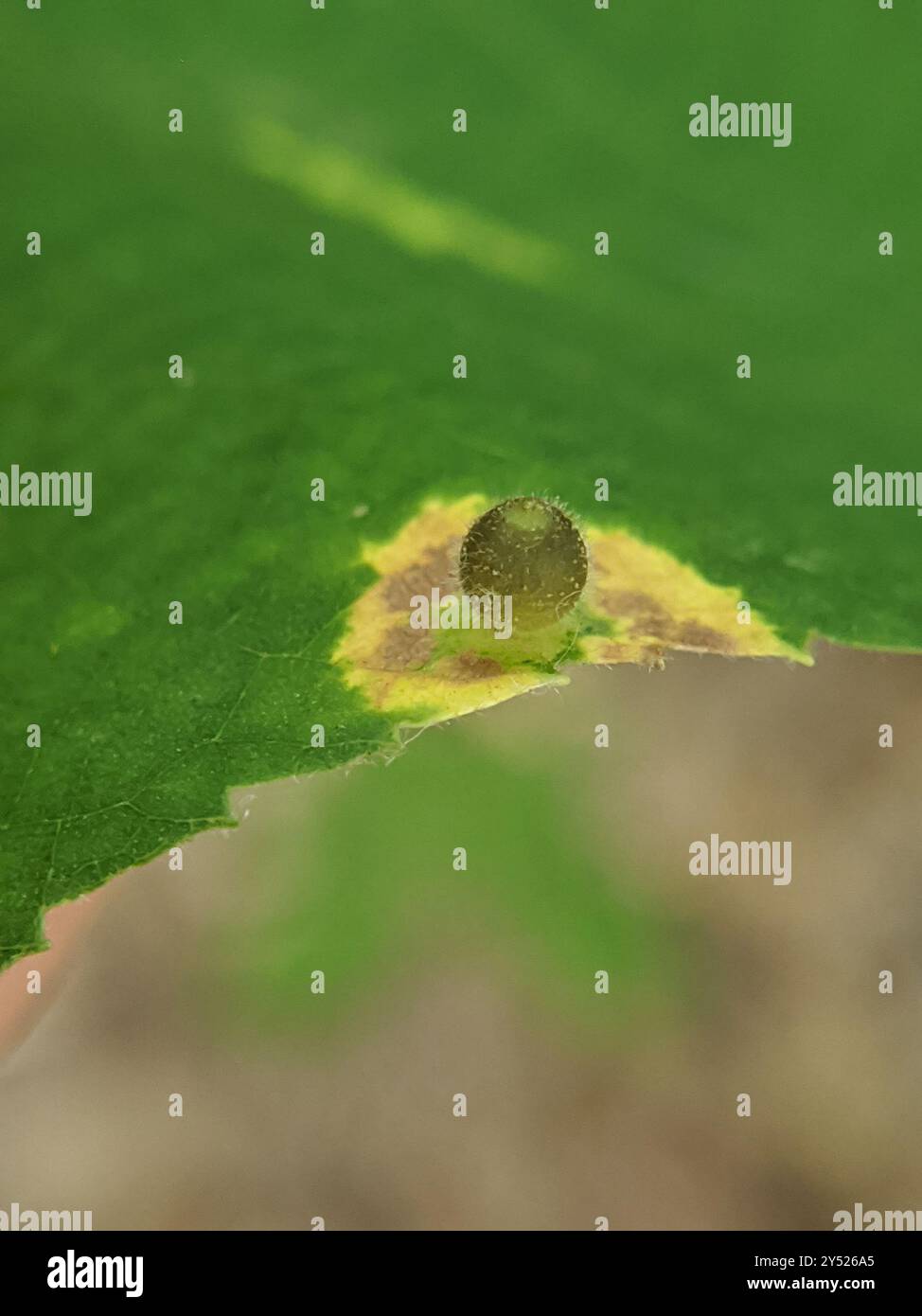 Hickory Sticky Ginger Jar Gall Midge (Caryomyia viscidolium) Insecta ...