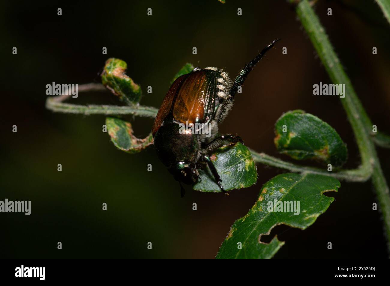 Native Japanese Insects Japanese Beetle (Popillia japonica) Insecta Stock Photo - Alamy