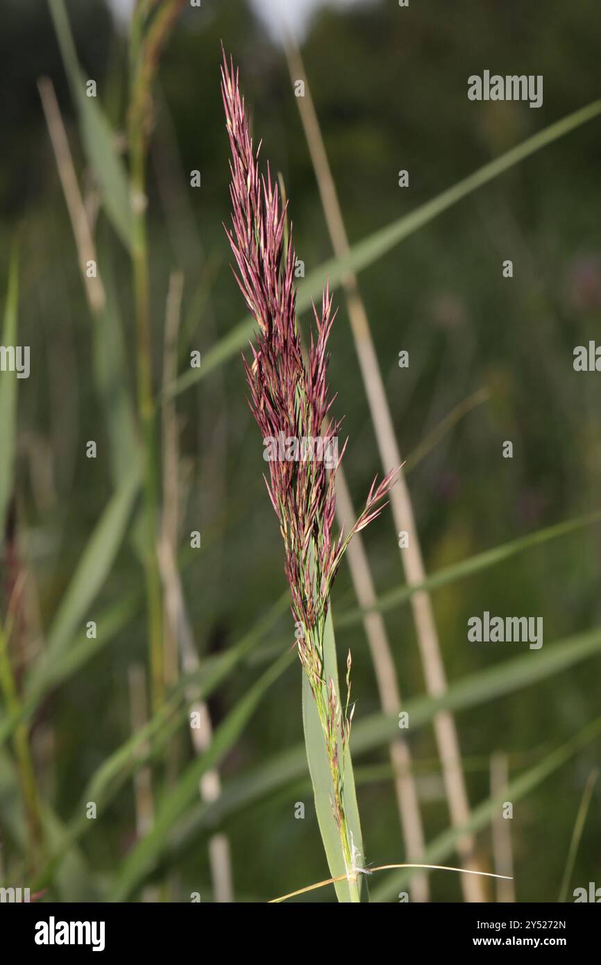 European reed (Phragmites australis australis) Plantae Stock Photo - Alamy