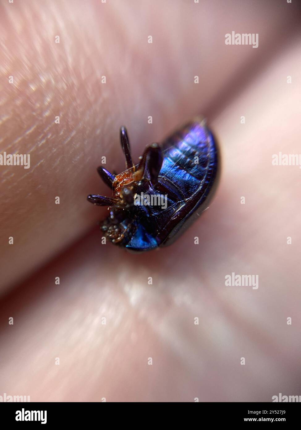 Violet Insect violet leaf beetle (Chrysolina sturmi) Insecta Stock Photo - Alamy